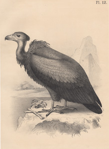 The Brown Vulture